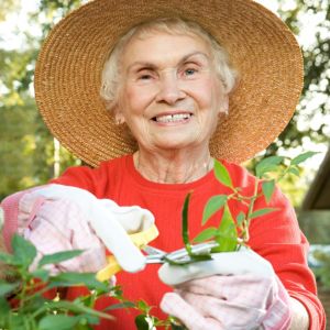 Senior woman tending to a vegetable plant in the garden